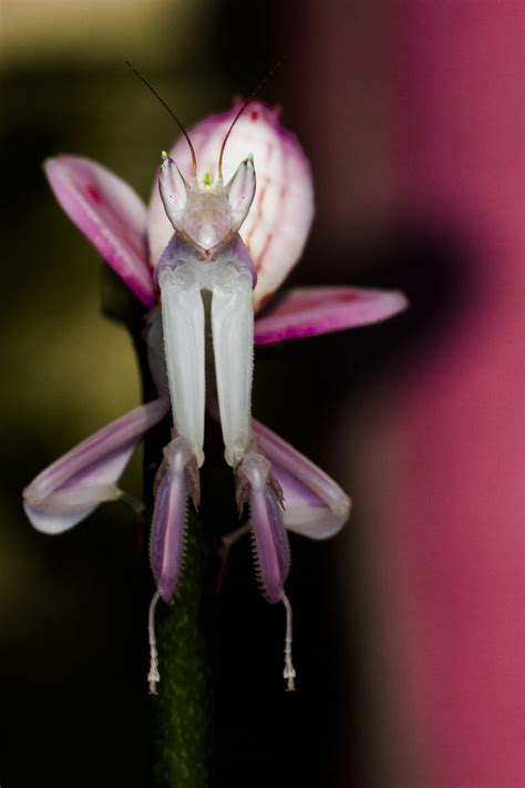 Mystery Creature revealed – the Orchid Mantis – Dr. How's Science Wows