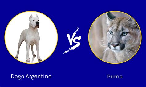 Dogo Argentino vs Puma: The Background on their Altercations - A-Z Animals