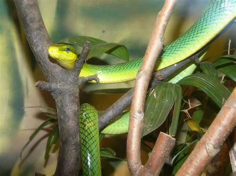 The Online Zoo - Red-tailed Green Rat Snake