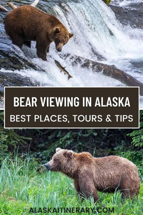 Bear Viewing in Alaska - Best Places, Tours & Tips