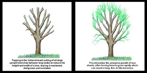 What Is Tree Topping, and Should You Do It?