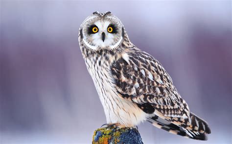 Download Animal Owl HD Wallpaper