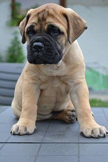 Bullmastiff - Wikipedia