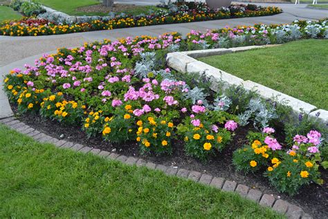 Flower Bed with Geranium Marigold and Dusty Miller - Green Thumb Advice