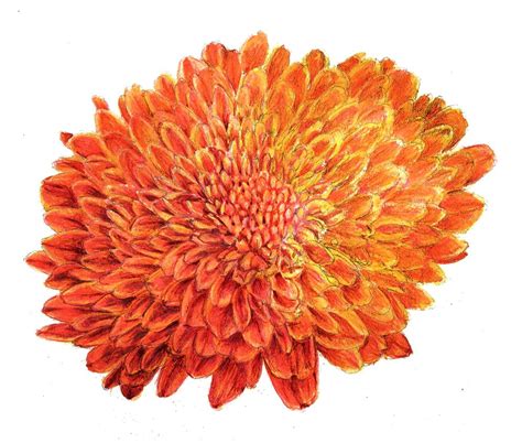 Colored pencil drawing chrysanthemum | Flower drawing, Colored pencil drawing, Colored pencils