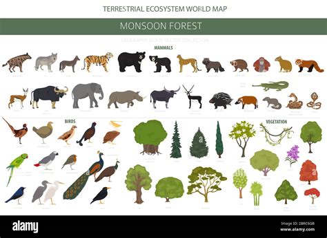 Monsoon forest biome, natural region infographic. Terrestrial ecosystem world map. Animals ...