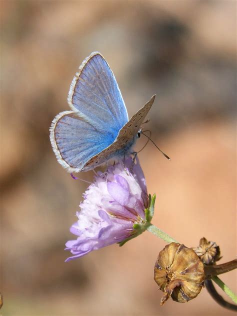 Free Images : nature, wing, insect, fauna, wild flower, invertebrate ...