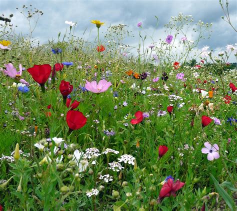 bunte Blumenwiese | Blumen wiese, Schöne blumen, Schöne blumen bilder