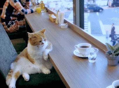 Cat at Coffee Shop Watching the World go by - Gif Abyss