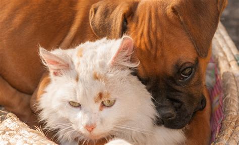 The 10 Most Cat Friendly Dog Breeds – iHeartDogs.com