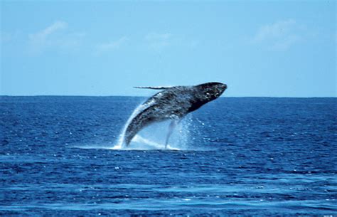 Maui Whale Watching Lahaina | Discount Whale Watch Cruise Maui | Maui Activities