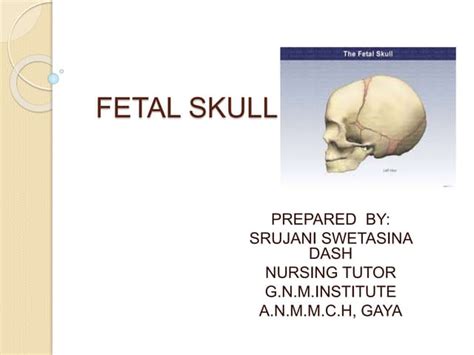 Fetal Skull Anatomy and Delivery Importance | PPT