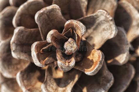 Pine cone, close-up stock image. Image of brown, textured - 63261959