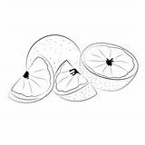 Grapefruit 1 Coloring Page For Kids  Free Printable sketch template