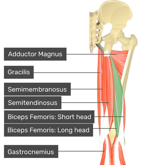 Biceps Femoris Origin And Insertion