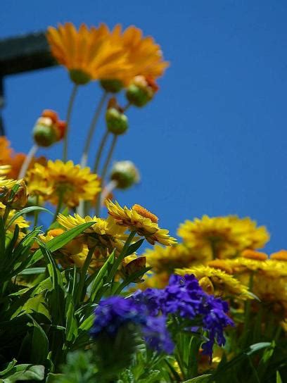 Free picture: yellow, orange flowers