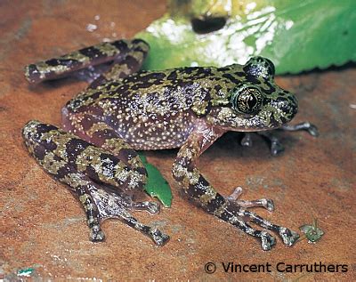 Species of the Week: Table Mountain Ghost Frog - EDGE of Existence