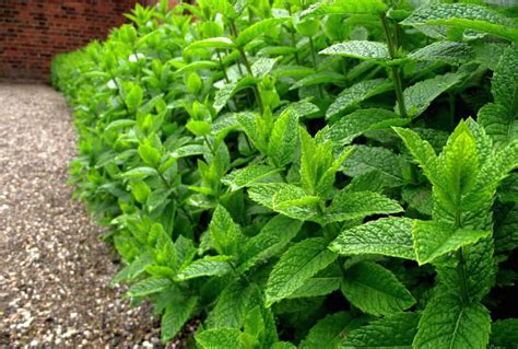 How to Grow and Care for Peppermint | Plantly