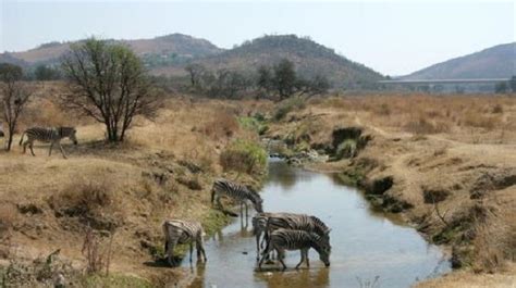 Klipriviersberg Nature Reserve - Explore The Wild Outdoors | Joburg.co.za