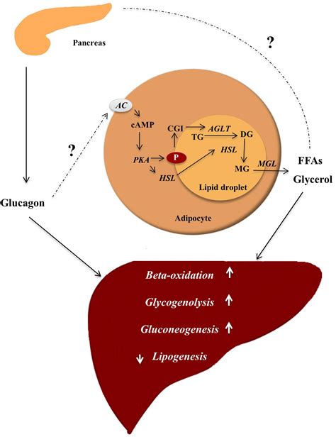 Frontiers | Glucagon Receptor Signaling and Lipid Metabolism