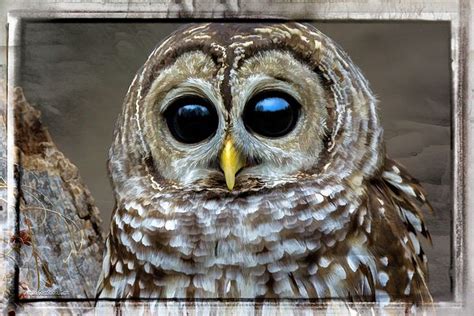 Big Eyed Barred Owl by LeeAnn McLaneGoetz McLaneGoetzStudioLLCcom | Barred owl, Owl, Wood owls