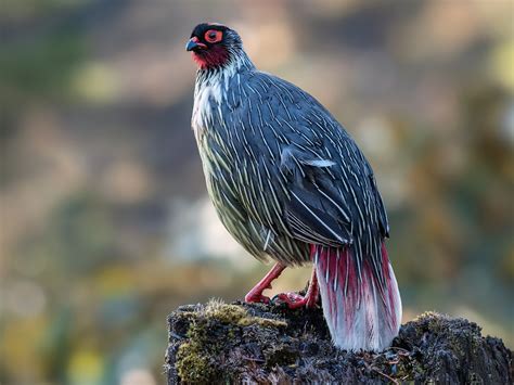 Blood Pheasant - eBird