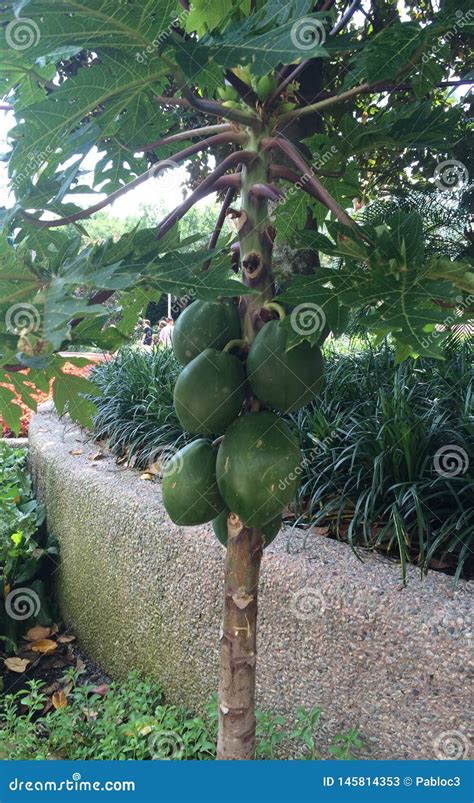 Bread Fruit Tree with Green Fruit Stock Image - Image of bread, plant: 145814353