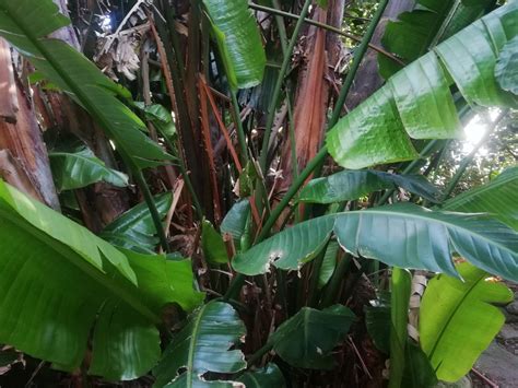 Strelitzia alba (L.f.) Skeels - Biodiversidade