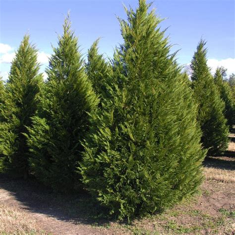 1 Gal. Leyland Cypress Evergreen Tree CYPLEY01G - The Home Depot | Leyland cypress trees ...