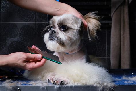 Shih Tzu Haircuts - Miracle Shih Tzu