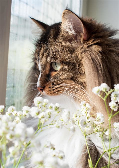 Fluffy Siberian or Norwegian forest cat and white flowers. Close-up side view portrait of long ...