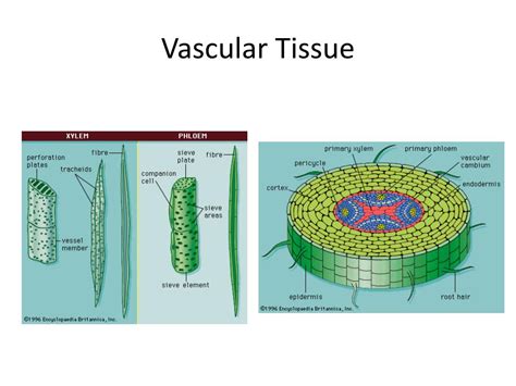 PPT - Tissues PowerPoint Presentation, free download - ID:3041893