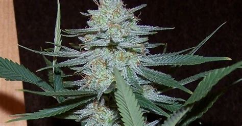 101 Best Medical Marijuana Strains