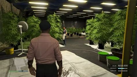 GTA Online Weed Farm: Setup, Location, Upgrades & Payout