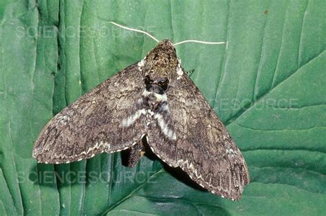 Tomato Hornworm Moth | Stock Image - Science Source Images