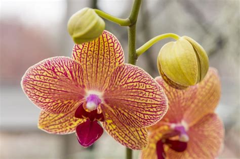 Orchid Showcase at Denver Botanic Gardens Offers Mid-Winter Taste of ...