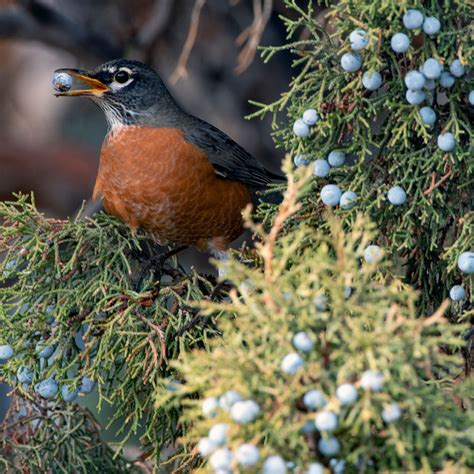 Species Spotlight: Western Juniper - Oregon Natural Desert Association