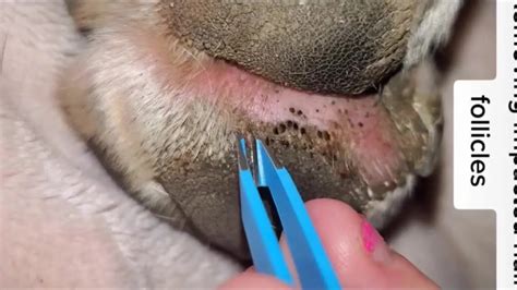 What Are Ingrown Hairs On Dogs 5 Causes of Folliculitis?