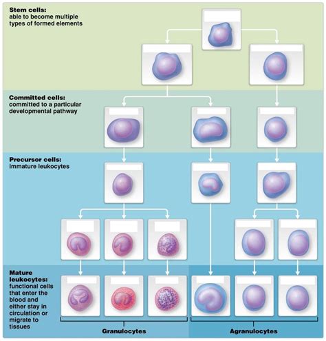 leukopoiesis Diagram | Quizlet