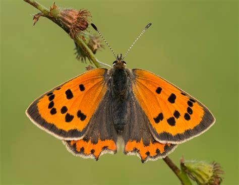 Small Copper | Butterfly Conservation