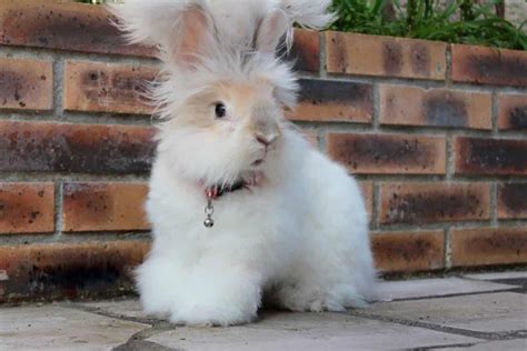 French Angora Rabbit, Angora Bunny, Giant Angora, Gestation Period, Rabbit Breeds, Pregnancy ...