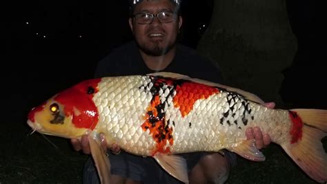 Echo Park, LA Giant Koi Fish Fishing - YouTube