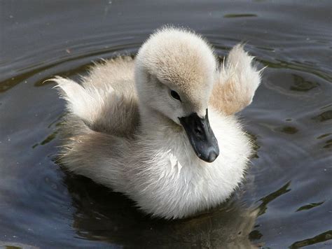 beautynotseen | Baby swan, Pet birds, Animals