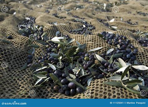 Olive harvesting stock image. Image of field, network - 11125041