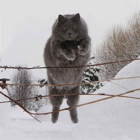 25 Photos of Finnish Cats Living Their Best Winter Life | Pets Feed