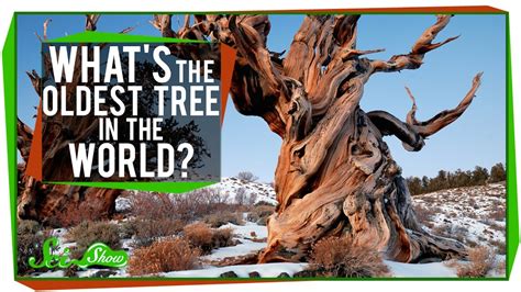 What's The Oldest Tree in the World? - YouTube