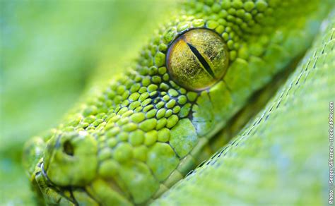 Fear of Snakes Hypnosis Script | Hypnotic World