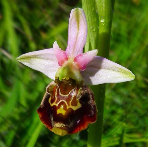 Rare & Beautiful Wild UK Orchid | BirdForum