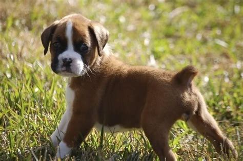 Boxer Puppies For Sale | Grand Rapids, MI #112935