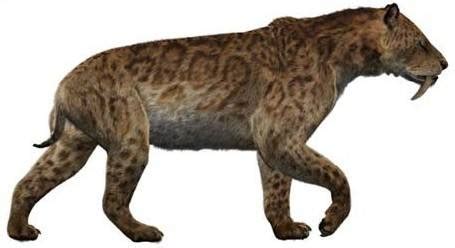 Smilodon - Dinopedia - the free dinosaur encyclopedia